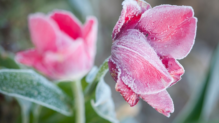 Alerte gel : 7 plantes à protéger absolument cet hiver
