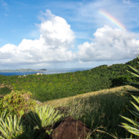 Guadeloupe : plus de 100 nouvelles espèces découvertes