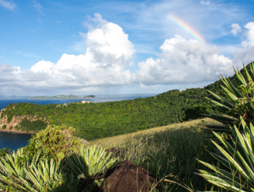 Guadeloupe : plus de 100 nouvelles espèces découvertes