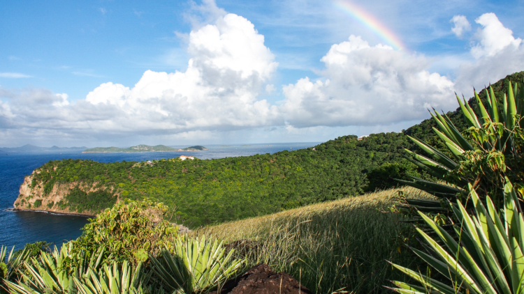 Guadeloupe : plus de 100 nouvelles espèces découvertes