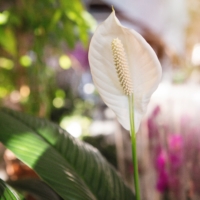 Plantes porte-bonheur : lesquelles offrir pendant les fêtes ?