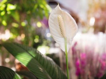 Plantes porte-bonheur : lesquelles offrir pendant les fêtes ?