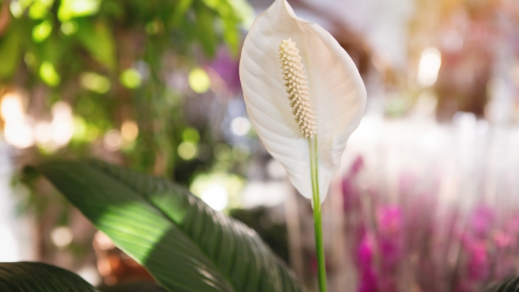 Plantes porte-bonheur : lesquelles offrir pendant les fêtes ?