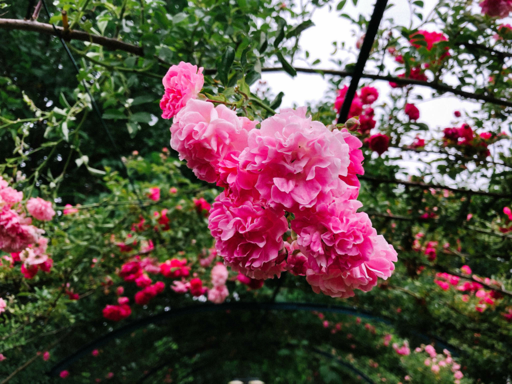 Plantes et fleurs pour terrasse de restaurant, roses en pleine floraison