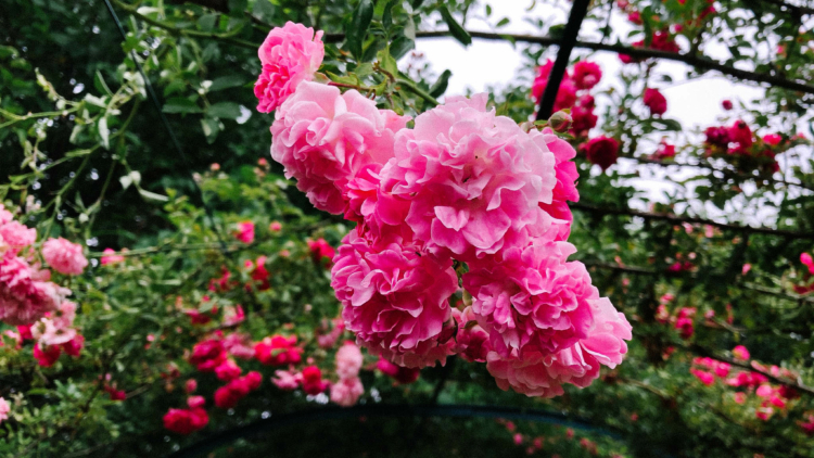 Plantes et fleurs pour terrasse  de restaurant : guide complet