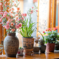 Plantes d’intérieur : le geste à faire en janvier pour un beau printemps