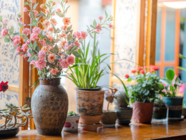 Plantes d’intérieur : le geste à faire en janvier pour un beau printemps