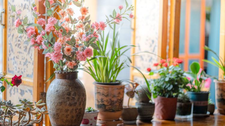 Plantes d’intérieur : le geste à faire en janvier pour un beau printemps