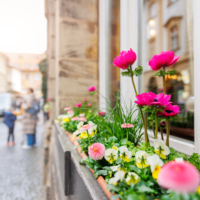 Plantes d’ombre en pot : 5 variétés idéales pour balcon et terrasse