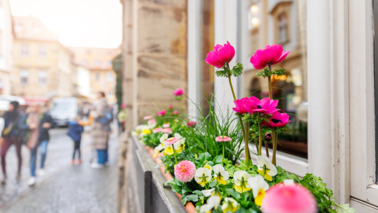 Plantes d’ombre en pot : 5 variétés idéales pour balcon et terrasse