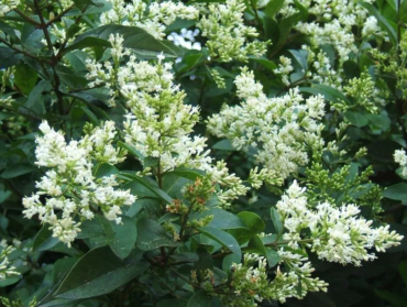Ligustrum ovalifolium