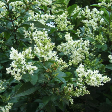 Ligustrum ovalifolium