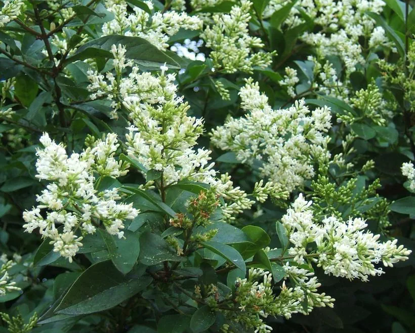 Ligustrum ovalifolium