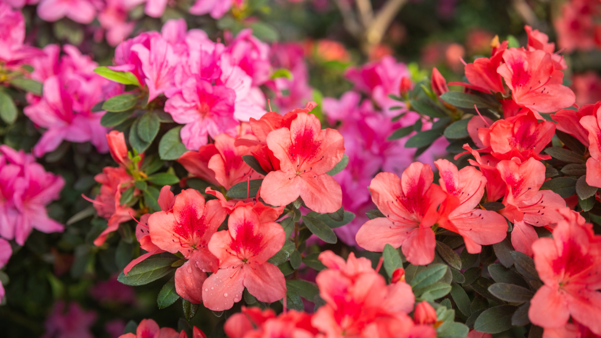 Plantes offertes en hiver : 5 espèces difficiles à garder en vie