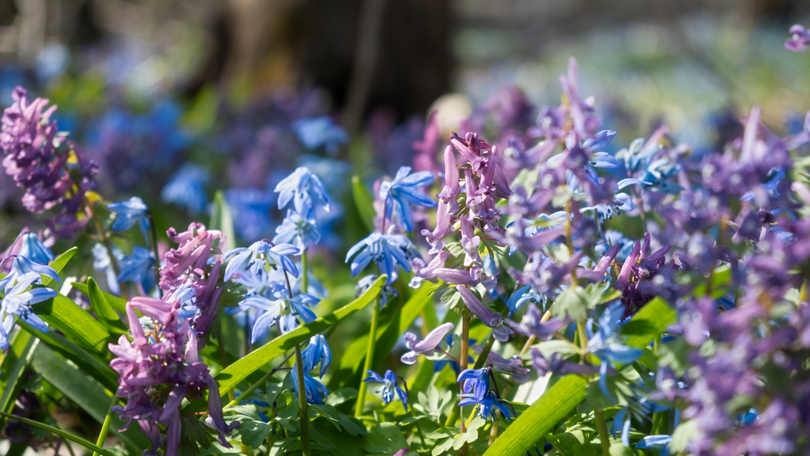 9 plantes couvre-sol recommandées par Joe Swift