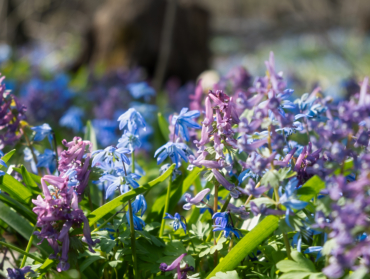 9 plantes couvre-sol recommandées par Joe Swift