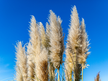 Plantes interdites en 2026 : la liste complète à connaître