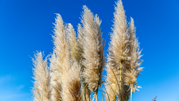 Plantes interdites en 2026 : la liste complète à connaître