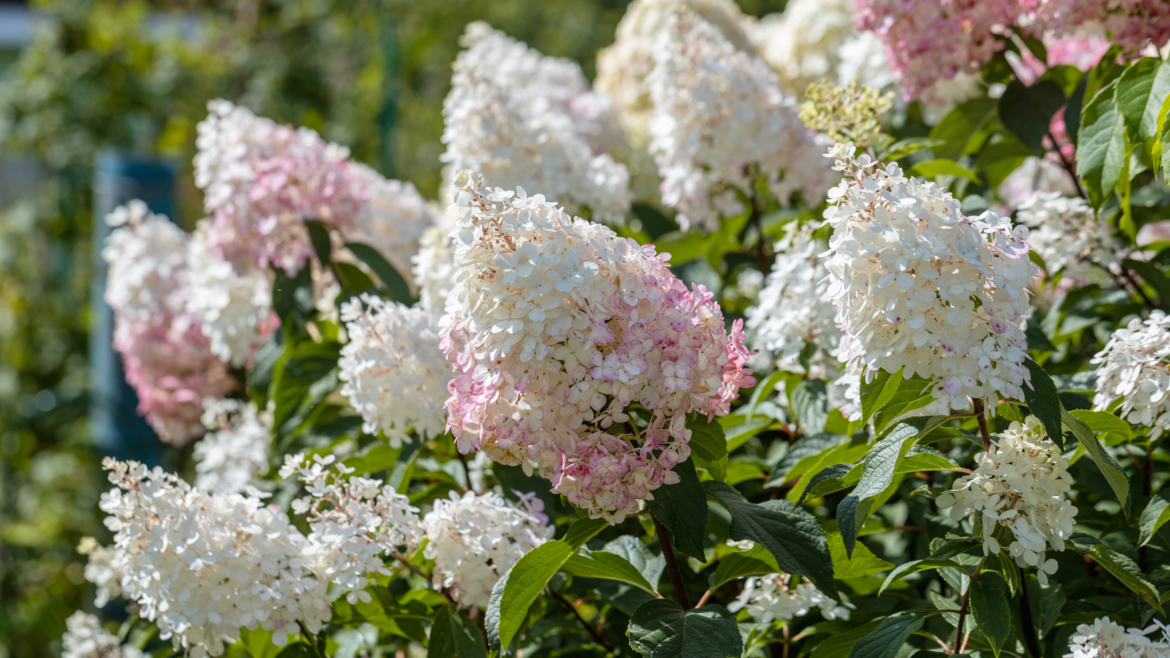 10 plantes à tailler avant le printemps pour une floraison réussie