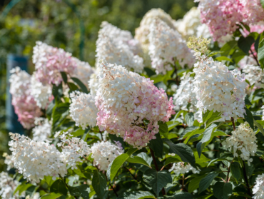 10 plantes à tailler avant le printemps pour une floraison réussie