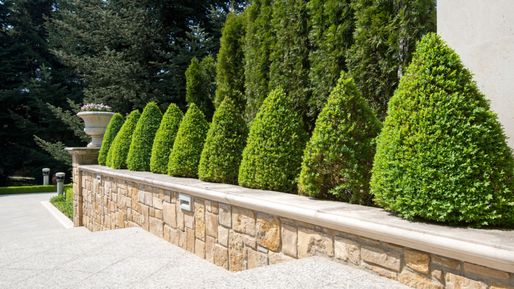 Jardin graphique aux couleurs sobres avec haies taillées et aménagement paysager structuré