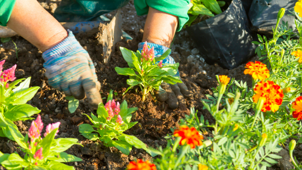 Création de jardin contemporain avec accompagnement sur mesure et plantation de fleurs par un paysagiste
