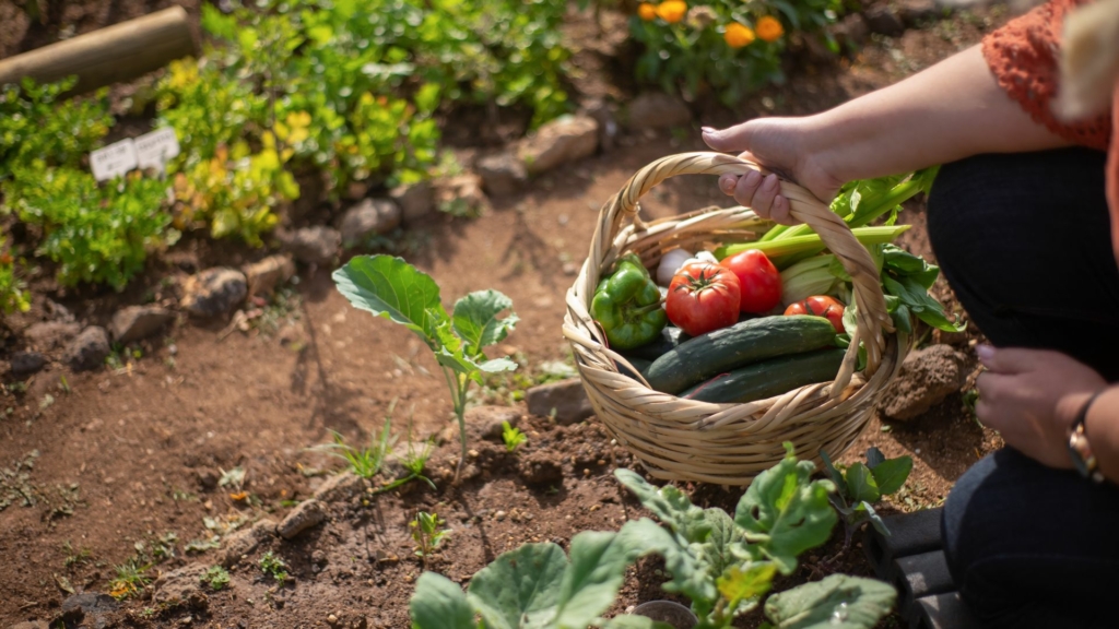 jardin nourricier Récolte de légumes dans un jardin nourricier avec panier de tomates, concombres et légumes frais cultivés au potager écologique