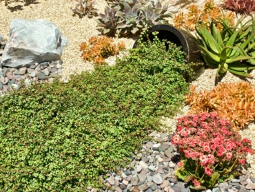 Jardin résilient face à la sécheresse