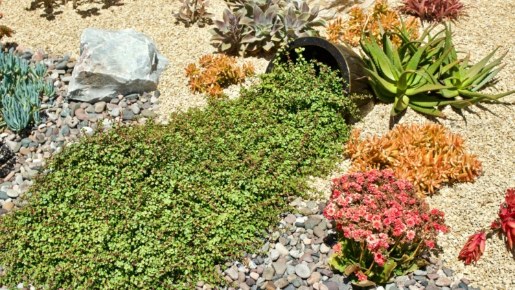 Jardin résilient face à la sécheresse