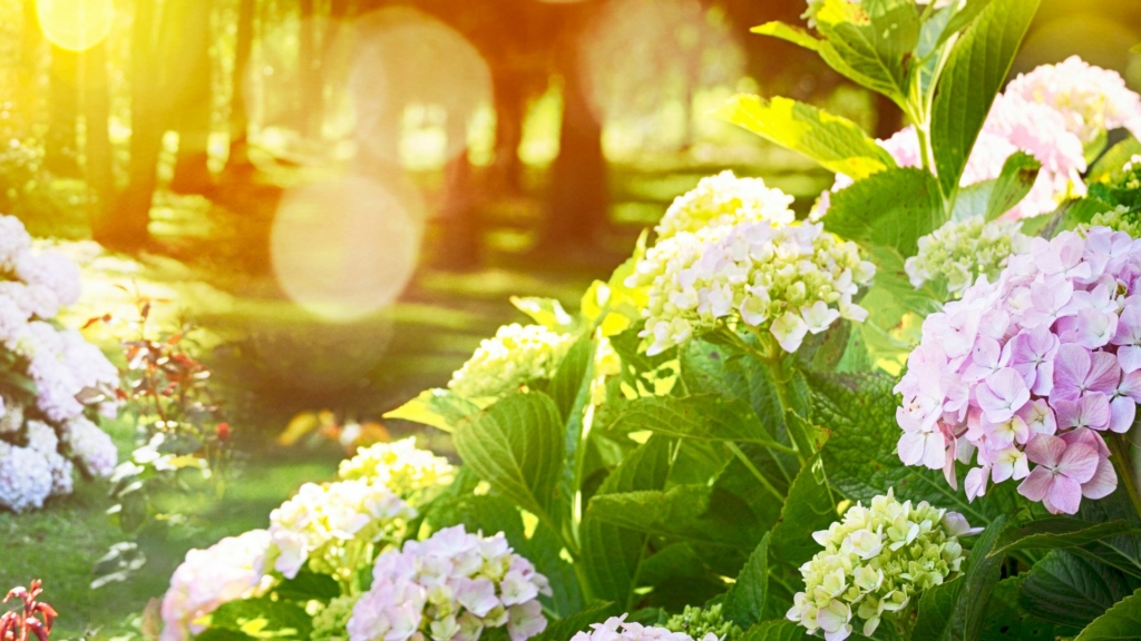 Fleurs Jardin exposé à la sécheresse estivale avec hortensias en fleurs baignés de soleil, illustrant les défis de l’arrosage et de la préservation des végétaux pendant les périodes de forte chaleur.
