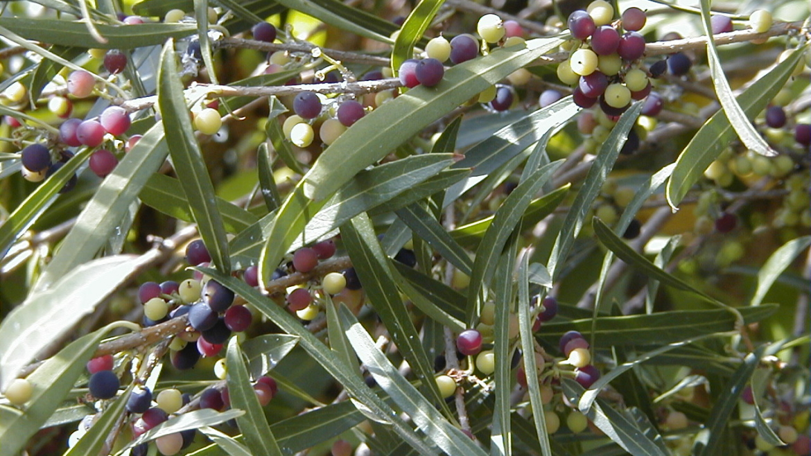 Phillyrea angustifolia