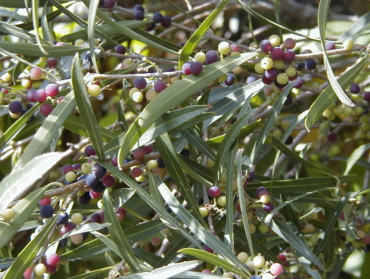 Phillyrea angustifolia