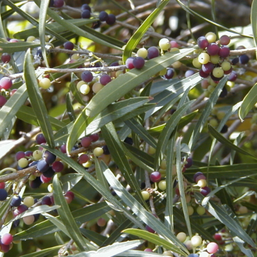 Phillyrea angustifolia