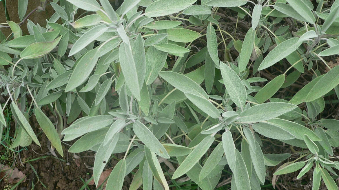 Salvia officinalis