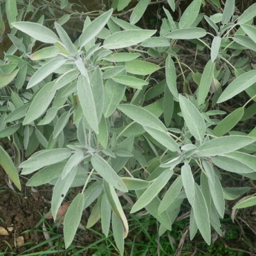 Salvia officinalis